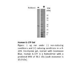 RECOM E.COLI HUMAN IL-17F >/=95% 1MG