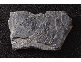 NEUROPTERIS SCHEUCHZERI (PENN.) HAND SP.