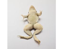 GRASSFROG 4-5 1X INJ PURE SOLN VP/10