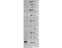 CPN10 ANTIBODY 100UG