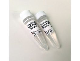 LONGAMP TAQ DNA POLYMER 2500U