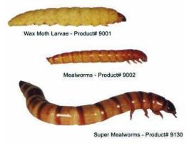 WAX MOTH LARVAE (LIVE) 250/CUP