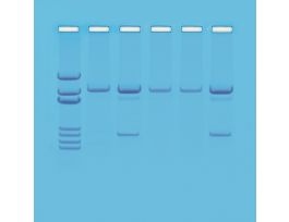 KIT DETECTION OF GMOS