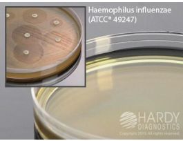 MEDIUM HTM AGAR 15 X 150 MM PLATE LARGE