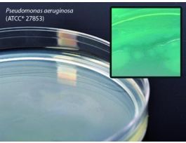 MEDIUM ISOLATION AGAR 18ML F/PSEUD PK10