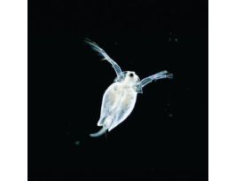 DAPHNIA MAGNA IMMATURE 35+ STUD.S