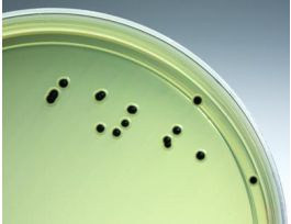 MEDIUM CR.SAKAZAKII CHRMG PLTD 18ML PK10