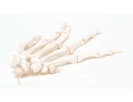 MODEL HAND SKELETON NYLON