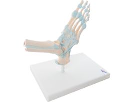 MODEL FOOT SKELETON WITH LIG