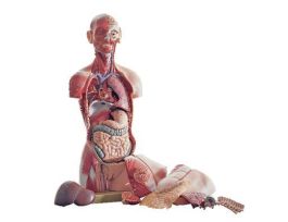 MODEL OPEN BACK TORSO MUSC MEDICAL