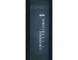 GENEMATE 3:1 AGAROSE 125G.