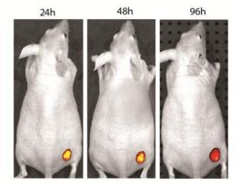 KIT VIVOBRITE RAP AB LBL CF790 SE 3LBL