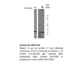 RECOM E.COLI HUMAN EG-VEGF >/=95% 5UG