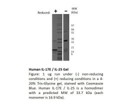 100-149-500UG HUMAN IL-17E / IL-25