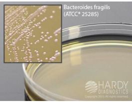 WILKINS-CHALGREN AGAR PK10