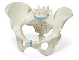 MODEL FM PELVIS 3 PT