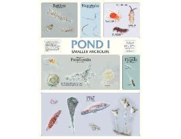 CHART WALL POND I 46 CM X 61 CM