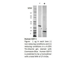 100-71-500UG HUMAN GDF-5