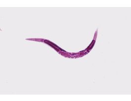 CAENORHABDITIS ELEGANS N2(WT) DEMO PLATE