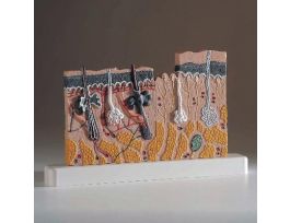 MODEL INTRODUCTORY SKIN