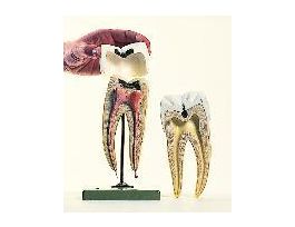 MODEL MOLAR TOOTH 3PRTS