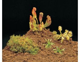 CARNIVOROUS PLANT SET LIVING SET /5