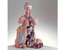 MODEL MUSCULAR OPEN BACK TORSO