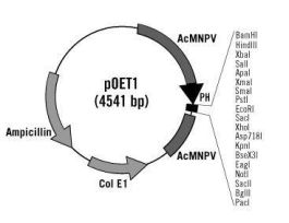 POET1 TRANSFER PLASMID 20UL