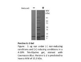 RECOM E.COLI PORCINE IL-2 >/=95% 1MG
