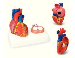 MODEL HEART NATURAL SIZE