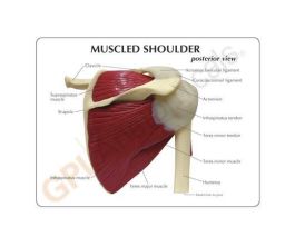 MODEL BASIC SHOULDER