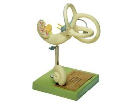 MODEL INNER EAR