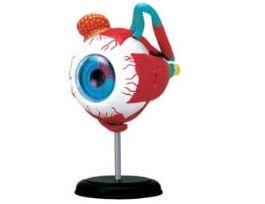 MODEL 4D EYEBALL 35 DETACHABLE 4.5 INCH EA