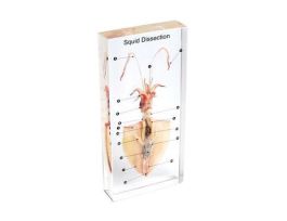 EMBEDMENT SQUID DISSECTION