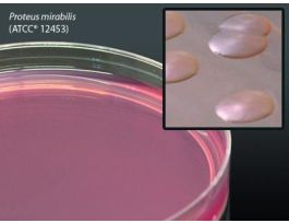 MEDIUM MACCONKEY AGAR 15X100MM PLTD PK10