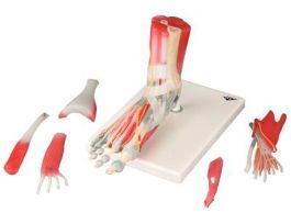 MODEL FOOT SKELETONW/ LIGA AND MUSLCES