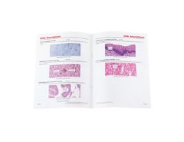 INTRODUCTORY EPITHELIAL TISSUES SET OF 5
