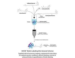 IODOACETYL-LC-BIOTIN 2MG PK8
