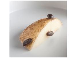 ANIMAL BEHAVIOR AP BIO. INVESTIGATION 12