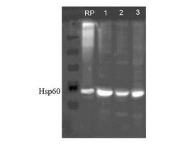 HSP60 ANTIBODY 100UG