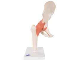MODEL DELUXE FUNCTIONAL HIP