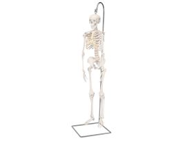 MODEL MINI SKELETON ON HANGING STAND