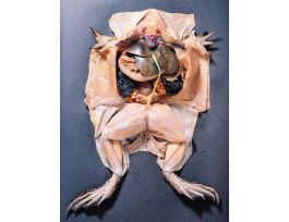 BULLFROG 4-5 1X VP/10