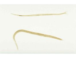 HOOKWORM (ANCYLOSTOMA CANINUM) MALE &