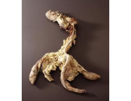 BULL REPRODUCTIVE ORGANS