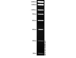 DNA MARKER PCR 100REACTION