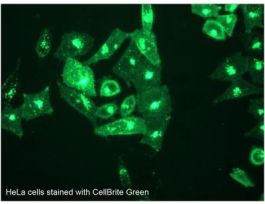 GREEN CYTOPLASMIC MEMBRANE KIT