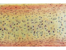 FIBROUS CARTILAGE (MAMMALIAN)