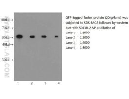 ANTI-GFP TAG(POLYCLONAL)