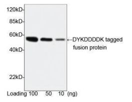 (DYKDDDDK-TAG ANTIBODY (PAB) RABBIT)